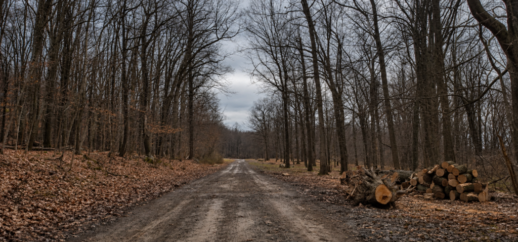 Original dirt and gravel driveway winding through bare woods when we first visited our 1980s home in 2018.